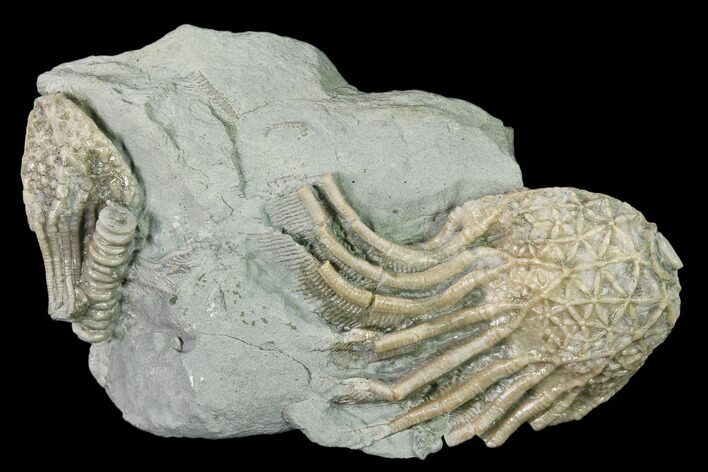 Crinoid (Glyptocrinus) Fossil - Maysville, Kentucky #136967